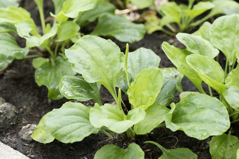 Design a Green Sanctuary: Choosing Tall-Potted Plants Perfect for Outdoor Seclusion