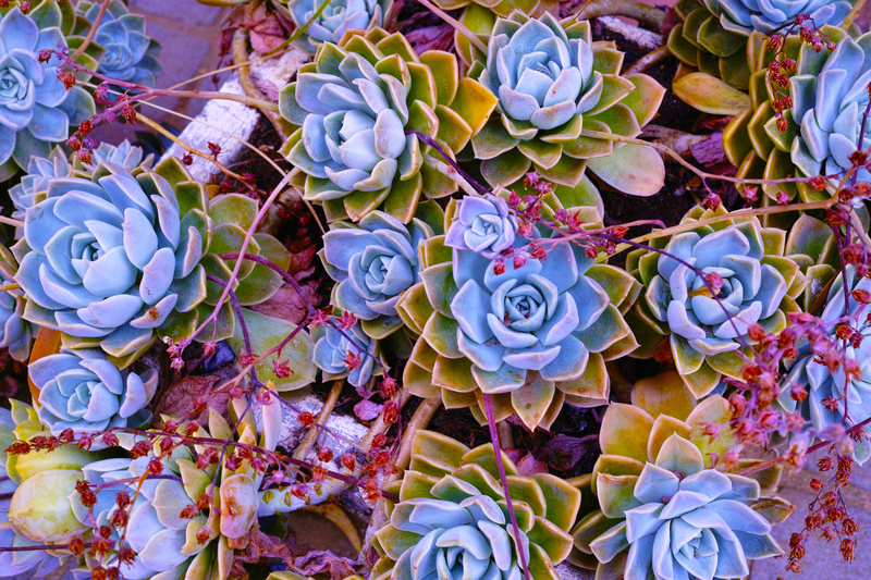 Design a Green Sanctuary: Choosing Tall-Potted Plants Perfect for Outdoor Seclusion