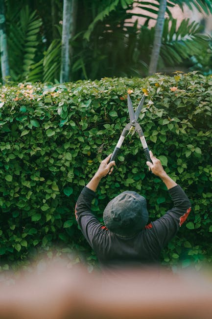 A gardener wearing a dark hat and long-sleeved black top is standing in front of a dense, well-maintained green hedge, using large hedge shears to trim the foliage. The hedge has a uniform height and