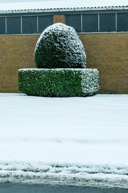 A gardener wearing a dark hat and long-sleeved black top is standing in front of a dense, well-maintained green hedge, using large hedge shears to trim the foliage. The hedge has a uniform height and
